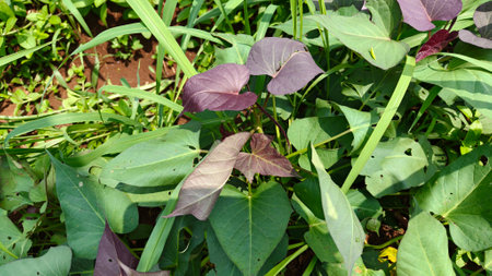 Purple and green sweet potato leaves (Ipomoea batatas) growing in a tropical garden. Edible foliage,...