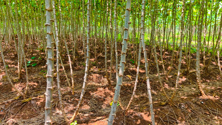 Cassava plant from below with green leaves and thin red stems against blue sky. Tropical agricultural crop, fresh foliage in sunlight, natural organic farming, low angle view.の写真素材