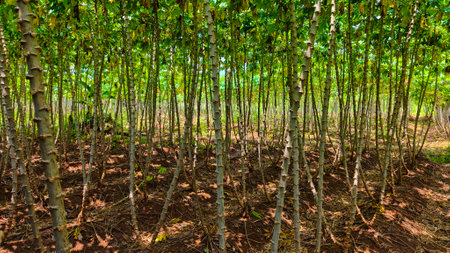 Cassava plant from below with green leaves and thin red stems against blue sky. Tropical agricultural crop, fresh foliage in sunlight, natural organic farming, low angle view.の写真素材