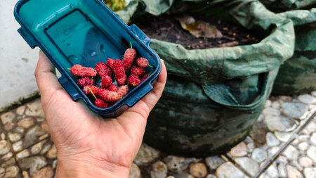 Delicious fresh organic black mulberries in handの写真素材