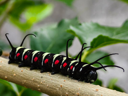 A striking black caterpillar with bright red spots and yellow stripes, featuring long antennae-like...