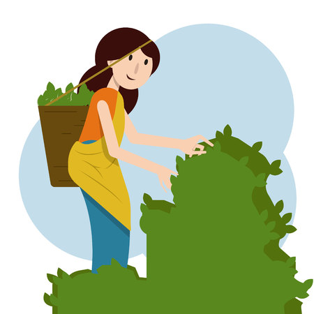 vector sketch cartoon indian Sri-lanka local woman collecting tea in tradition way smiling in big wicker basketのイラスト素材