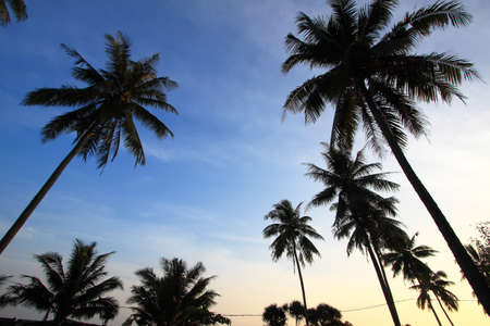 Coconut Trees and Blue Skyの写真素材