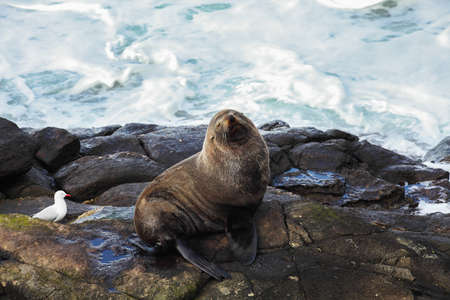 Sea lion at Katiki Point, New Zealandの写真素材