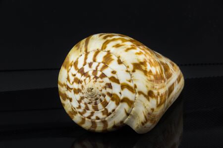 Conus pulcher