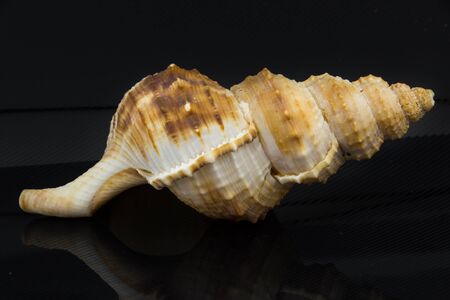 Bursa nobilis