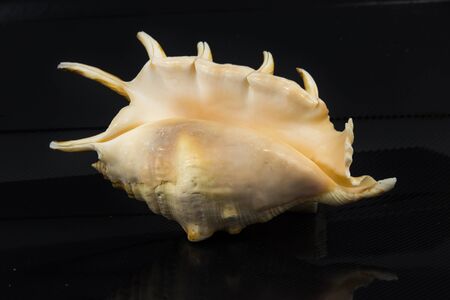 Lambis chiragra
