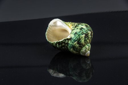 Polinices lacteusの写真素材