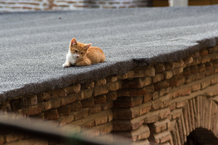 Red-haired kitten lying on the roof will bask in the rays of the setting sun in Tbilisi, Georgiaの写真素材