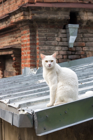 Homeless Caucasian cat, on the roof of a house in Tbilisiの写真素材