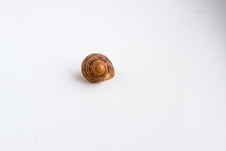 Beautiful sea shell shot close on a white background, from a private collection of sea and ocean...