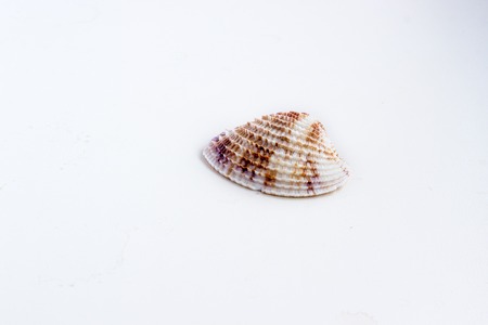 Beautiful sea shell shot close on a white background, from a private collection of sea and ocean shellsの写真素材
