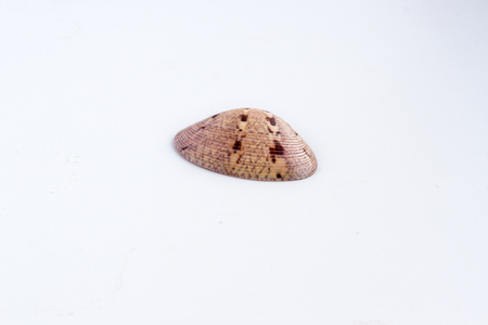 Beautiful sea shell shot close on a white background, from a private collection of sea and ocean...