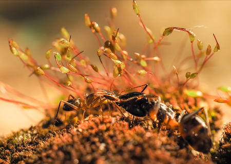 Red and black Ant was fighting on the leaves, Antの写真素材