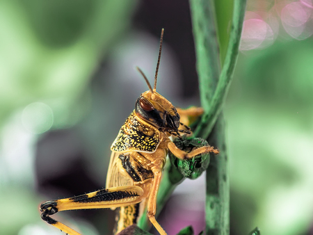 Beige black locust, on a green leaf, photographed closeの写真素材