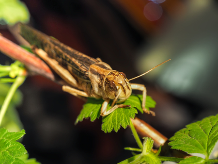 Grasshopper species Oedipoda Germanica on green leaf
