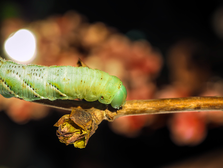 Macro Closeup Of A Green Io Moth Caterpillar Automeris io On A Tree Branchの写真素材