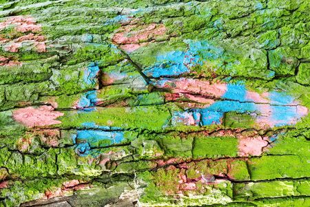 Closeup Textured natural background Bark of an old tree