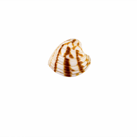 Beautiful sea shell,Chione paphia, isolated on white background view from the top .For posters, sites, business cards, postcards, interior design, labels and stickers.の写真素材