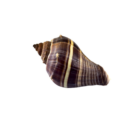 Beautiful sea shell,turbinella angulata, isolated on white background view from the top .For posters, sites, business cards, postcards, interior design, labels and stickers.の写真素材