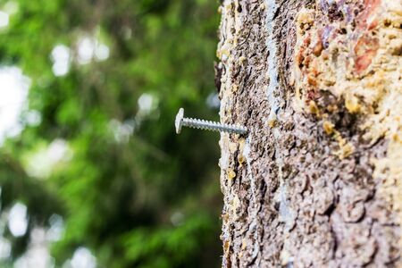 Man's crimes in the woods, a screw screwed into a living treeの写真素材