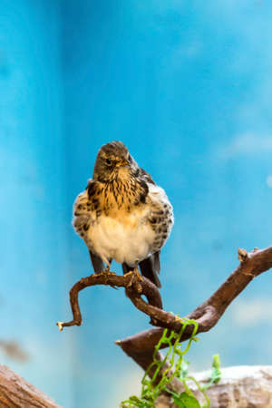 Birds of prey - Common buzzard Buteo buteoの写真素材