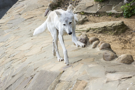 Female polar wolf rescued from the trap, forever left lame