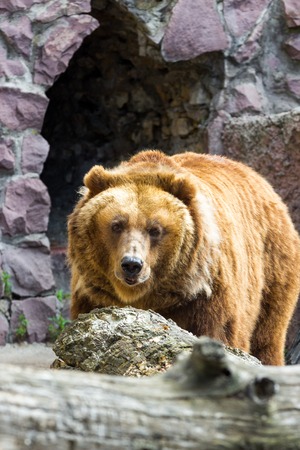 The brown bear came out of the caveの写真素材