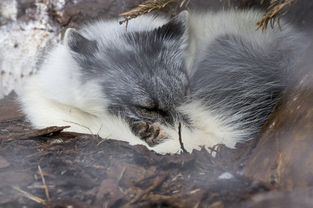 White fox sleeping under tree in Onderdalen National Park . Norwayの写真素材
