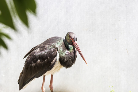Black Stork with red bill, Ciconia nigra, sitting on the nest in the forest Long red bill with glossy plumage.の写真素材