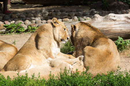 lion pride rests after hunting, male Asian lion and two femalesの写真素材