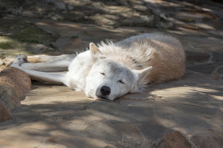 Female polar wolf rescued from the trap, forever left lame, remained faithful to peopleの写真素材
