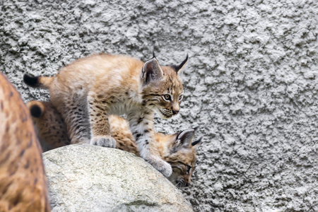 a female of the northern lynx with a brood, in the ruins of a meteorological station in Siberiaの写真素材