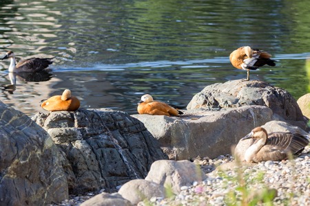 Ruddy Shelduck, known as the Brahminy Duck, is in a park.の写真素材