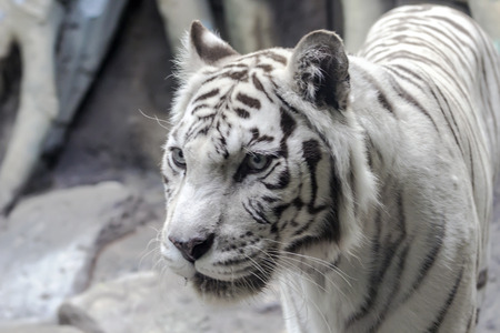 Rare white tiger slose portraitの写真素材