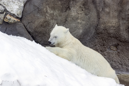 white bear is played with a blue platinum barrel left by people, global pollution of wildlifeの写真素材