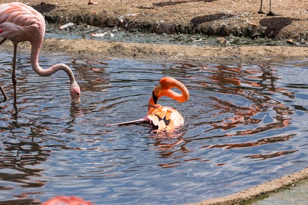 Pair of pink Flamigoes with male above female at a pond summer 2017の写真素材