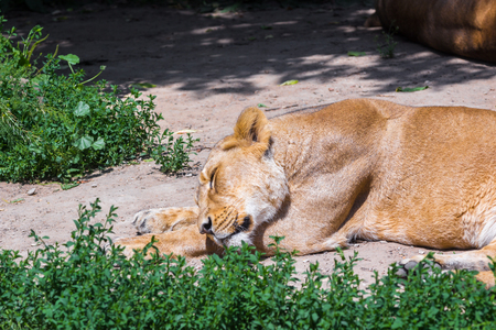 Sleeeping female lion in the savannah .summer 2017の写真素材