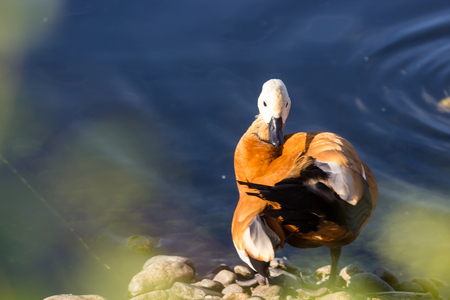Ruddy Shelduck, known as the Brahminy Duck, at summer 2017の写真素材
