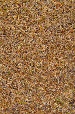 dry brown grass textureの写真素材