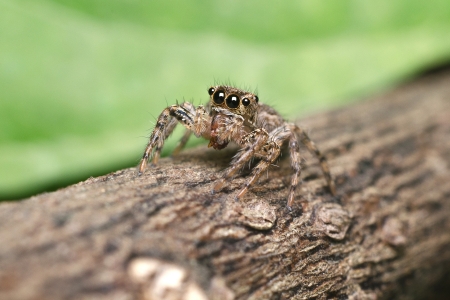 jumping spider on tree with green backgroundの写真素材