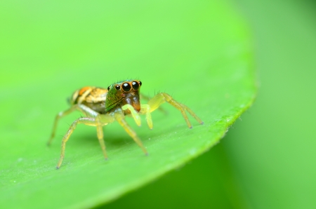 jumping spider on green leafの写真素材