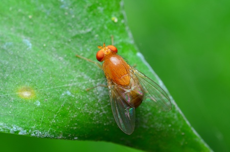 fly on green leafの写真素材