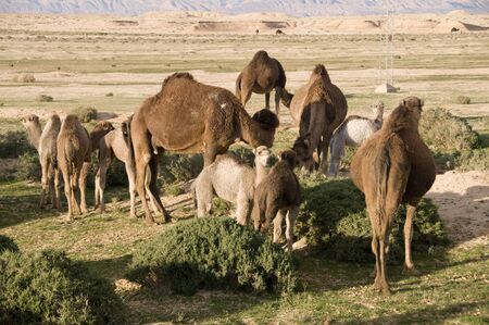 Dromedary camels near Chebika, in Tunisiaの写真素材