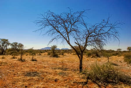 A solitary acacia camelthorn tree in the desert of Kalahari in Namibia, Africa