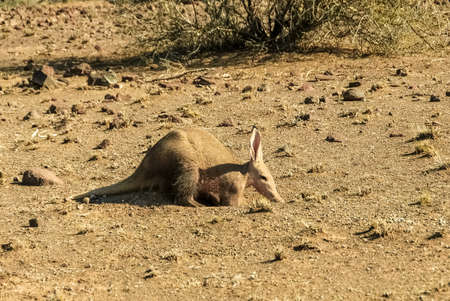 Aardvark in the Kalahari desert in Namibia, Africaの写真素材