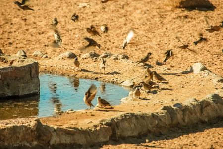 Sociable Weaver (Philetairus socius) near a water hole in the desert of Kalahari in Namibia, Africaの写真素材