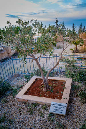 Mount Nebo, Jordan, December 31, 2018 : Olive tree planted by Pope John Paul 2 in the courtyard of Memorial Church of Moses on Mount Nebo near the city of Madaba in Jordanのeditorial素材