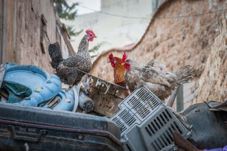 Hen and chicken on garbage in town of Madaba, Jordan, Middle Eastの写真素材
