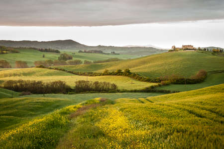 The colors of green and yellow of a sunset on the Siena hills. Landscape of Tuscany, Italy.の写真素材